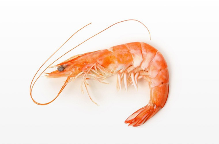 Pescherie di Puglia - Gamberetto o Gamberi di Mare