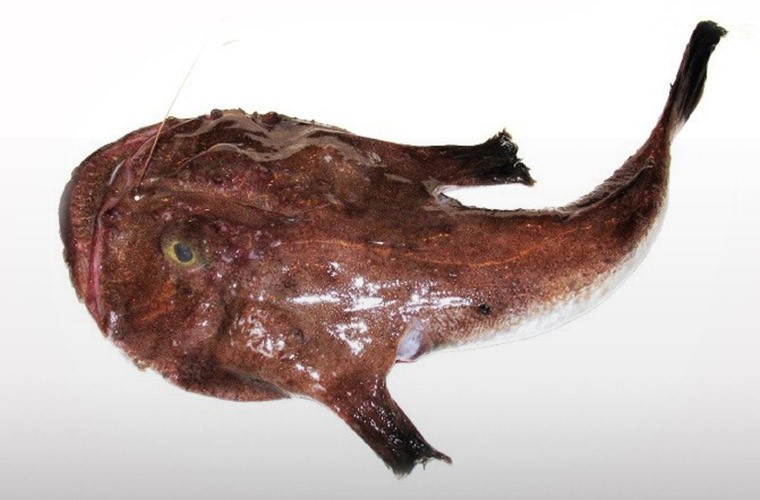 Pescherie di Puglia - Rana Pescatrice