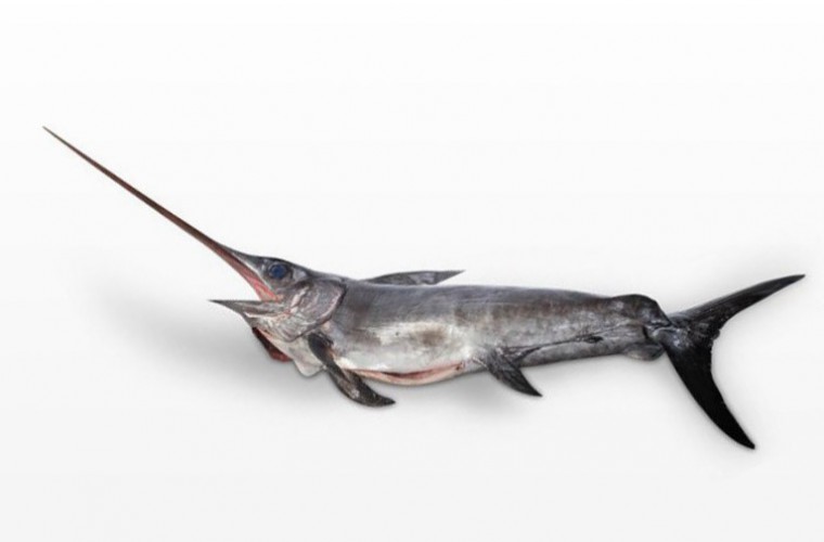 Pescherie di Puglia - Pesce Spada